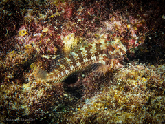 Parablennius goreensis