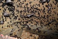 Mormoops megalophylla