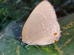 Strephonota