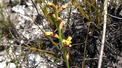 Tritoniopsis parviflora