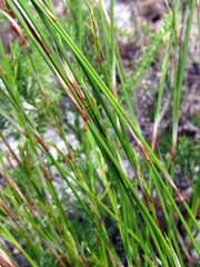 Thamnochortus lucens