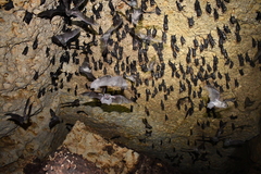 Mormoops megalophylla