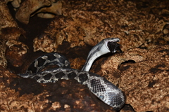 Pseudelaphe phaescens