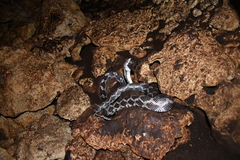 Pseudelaphe phaescens