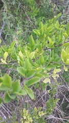 Achatocarpus praecox