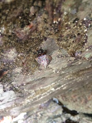 Calliostoma zizyphinum