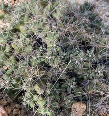 Coryphantha macromeris runyonii