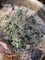 Coryphantha macromeris runyonii