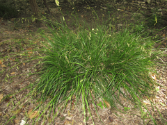 Carex cherokeensis