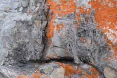 Roccellina hypomecha