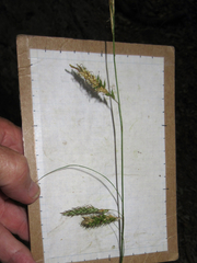 Carex cherokeensis
