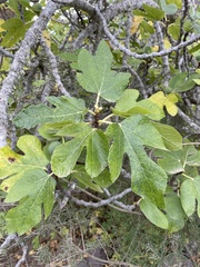 Ficus carica image