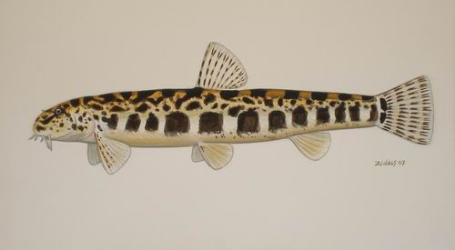 Sabanejewia