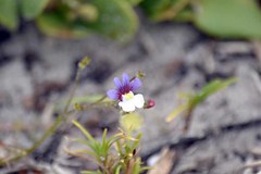 Nemesia floribunda