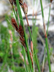 Thamnochortus lucens