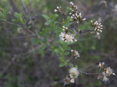 Vernonanthura squamulosa