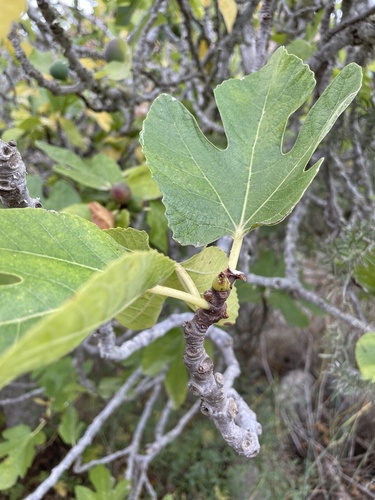 Ficus carica image