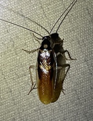 Supella dimidiata