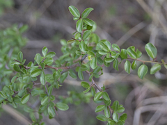 Condalia buxifolia