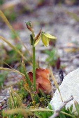 Albuca suaveolens