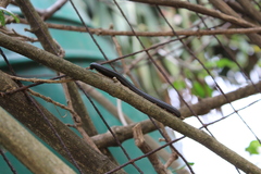 Archispirostreptus gigas