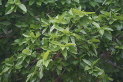 Ficus ingens image
