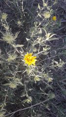Grindelia brachystephana