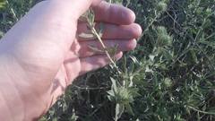 Grindelia brachystephana