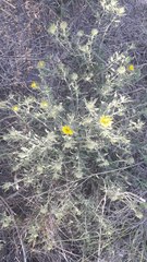 Grindelia brachystephana