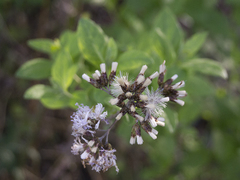 Vernonanthura squamulosa