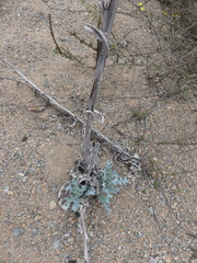 Argemone hunnemannii