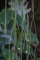 Rhipsalis baccifera