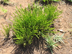 Thesium transvaalense