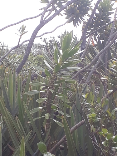 Dracaena reflexa