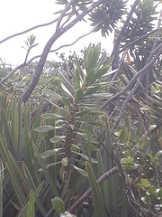 Dracaena reflexa image