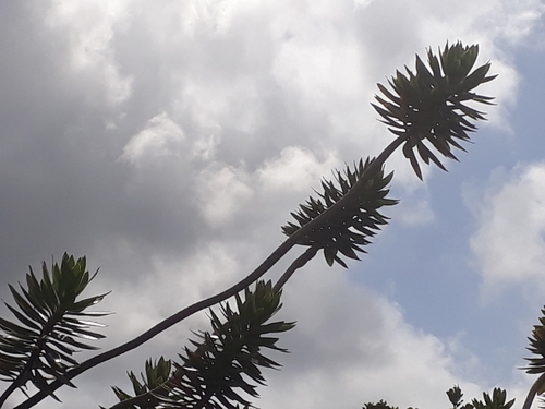Dracaena reflexa