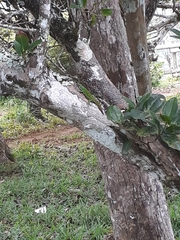 Phelsuma rosagularis