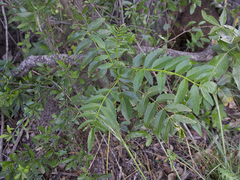 Zanthoxylum coco