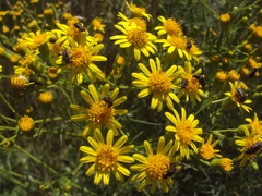 Senecio pampeanus
