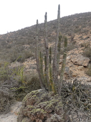 Eulychnia taltalensis