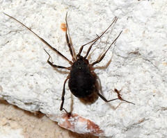 Eumesosoma