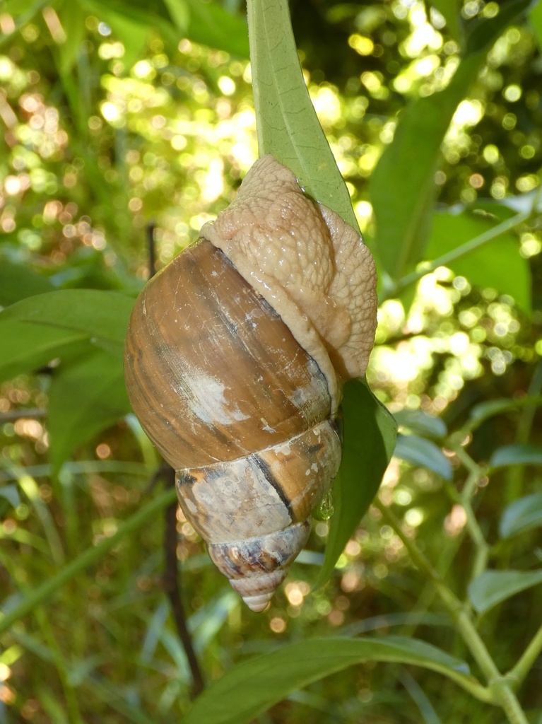 Orthalicus princeps