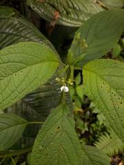 Klaprothia mentzelioides