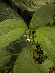 Klaprothia mentzelioides