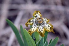 Ferraria crispa