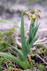 Ferraria crispa