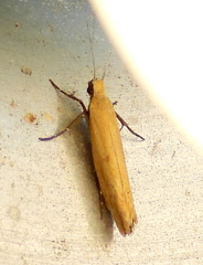 Ypsolopha ochrella