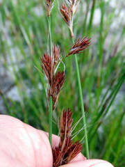 Thamnochortus lucens