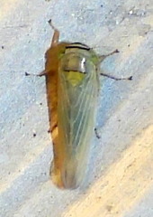Limotettix
