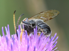 Halictus quadricinctus